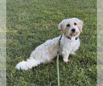 Small #8 Coton de Tulear Mix
