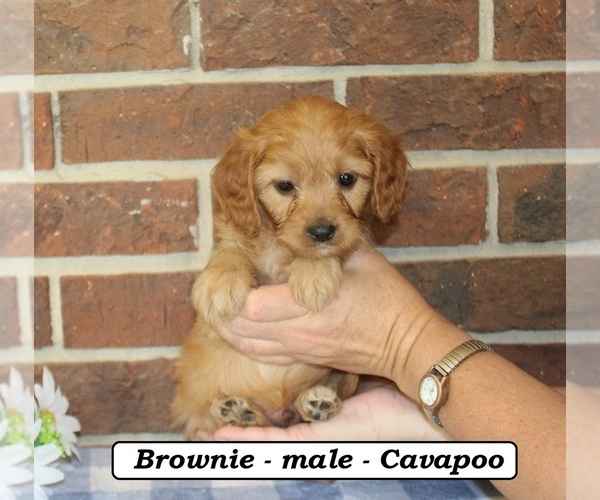 Medium Photo #3 Cavapoo (Miniature) Puppy For Sale in CLARKRANGE, TN, USA
