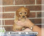 Small #2 Cavapoo (Miniature)