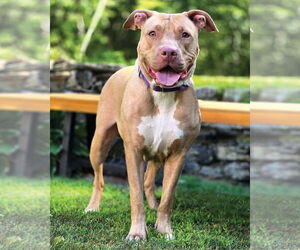 American Pit Bull Terrier Dogs for adoption in Westminster, MA, USA