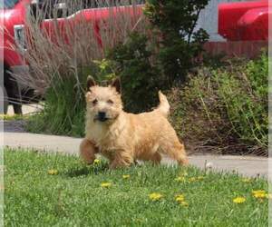 Mother of the Cairn Terrier puppies born on 04/07/2025
