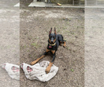 Small Photo #1 Doberman Pinscher Puppy For Sale in PORTER, TX, USA