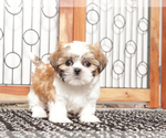 Small #2 Shih Tzu