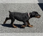 Small #14 Doberman Pinscher