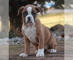 Small #6 Boxer