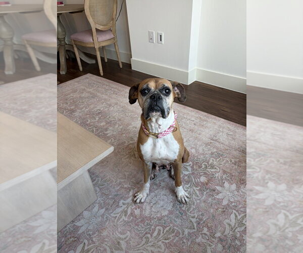 Medium Photo #7 Boxer Puppy For Sale in Austin, TX, USA