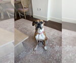 Small #6 Boxer