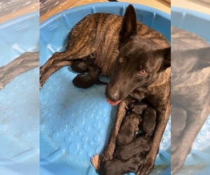 Belgian Malinois Puppy for sale in SPENCERVILLE, IN, USA