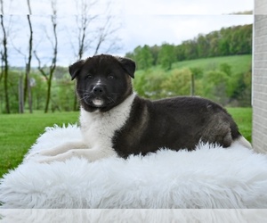 Akita Puppy for sale in MILLERSBURG, OH, USA