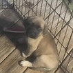 Small Photo #5 Mastiff Puppy For Sale in COPPERAS COVE, TX, USA