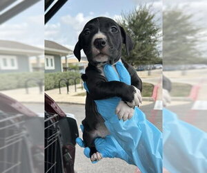 Mutt Dogs for adoption in San Antonio, TX, USA