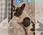 Small Photo #4 French Bulldog Puppy For Sale in FREDERICKTOWN, MO, USA