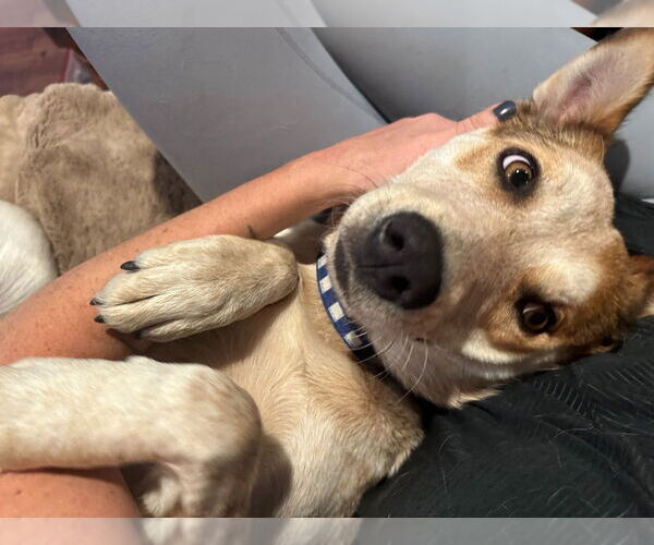 Medium Photo #3 Mutt Puppy For Sale in Salt Lake City, UT, USA