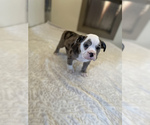 Small Photo #2 Bulldog Puppy For Sale in ORRVILLE, OH, USA
