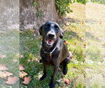 Small #4 Labrador Retriever Mix