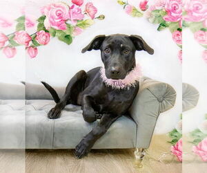 Labrador Retriever-Unknown Mix Dogs for adoption in Hot Springs Village, AR, USA