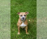 Small #4 Mutt