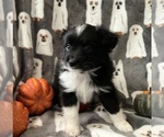 Puppy Pez Miniature Australian Shepherd