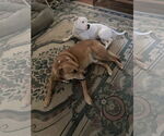 Small #14 American Pit Bull Terrier Mix