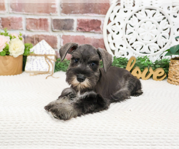 Medium Photo #6 Schnauzer (Miniature) Puppy For Sale in SYRACUSE, IN, USA