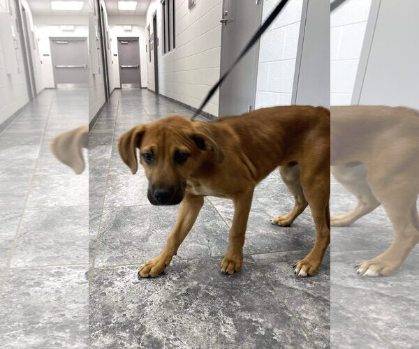Medium Photo #13 Mutt Puppy For Sale in Chester, NJ, USA