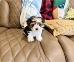 Small #8 Morkie