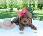 Small Photo #7 Poodle (Miniature) Puppy For Sale in HONEY BROOK, PA, USA