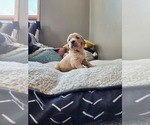 Small Photo #3 Golden Retriever Puppy For Sale in SCANDIA, MN, USA