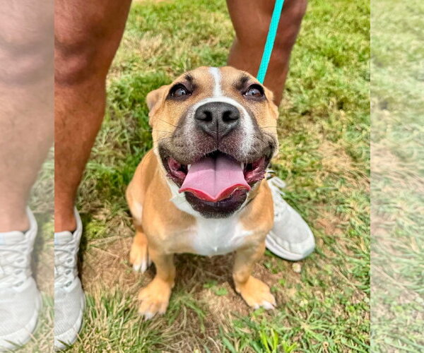 Medium Photo #4 Bulldog-Unknown Mix Puppy For Sale in Germantown, OH, USA