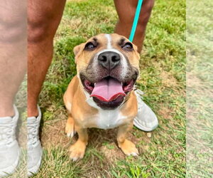 Moon Pie - Female Bulldog-Unknown Mix Dog for Adoption - Photo #4