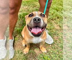 Small Photo #4 Bulldog-Unknown Mix Puppy For Sale in Germantown, OH, USA