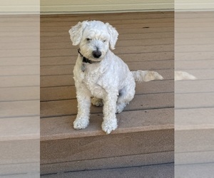 Maltipoo Dog for Adoption in PRESCOTT VALLEY, Arizona USA