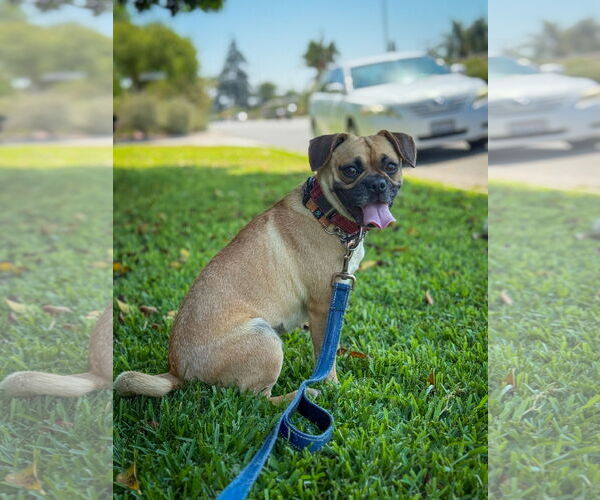 Medium Photo #4 Pug-Unknown Mix Puppy For Sale in San Diego, CA, USA