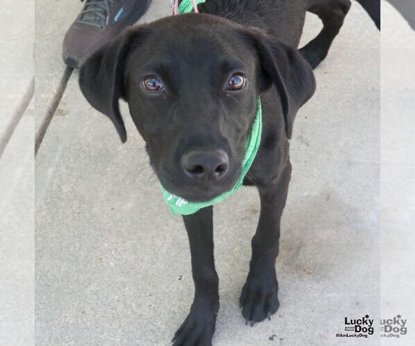 Medium Photo #7 Labrador Retriever-Retriever  Mix Puppy For Sale in Washington, DC, USA