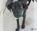 Small #6 Labrador Retriever-Retriever  Mix