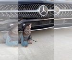 Small #5 French Bulldog