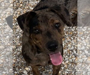 Catahoula Leopard Dog Dogs for adoption in Tarboro, NC, USA