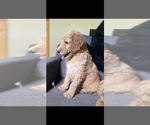 Puppy Winnie Poodle (Standard)