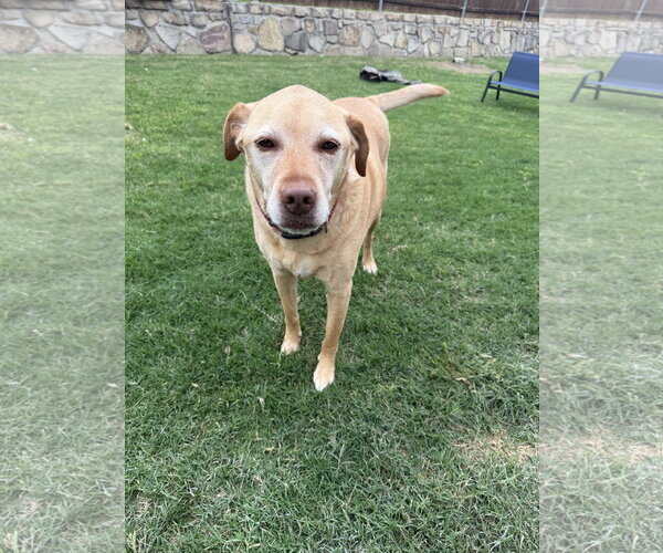 Medium Photo #4 Labrador Retriever-Unknown Mix Puppy For Sale in McKinney, TX, USA
