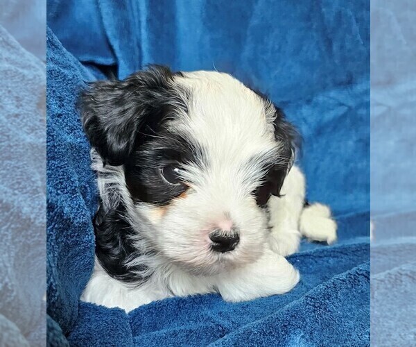 Medium Photo #22 Morkie Puppy For Sale in HOLLAND, MI, USA