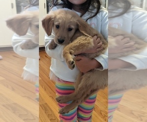 Golden Retriever Puppies For Sale Near Dixon Illinois Usa Page 1 10 Per Page Puppyfinder Com