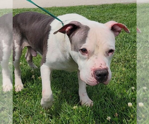 Medium Photo #1 American Staffordshire Terrier-Unknown Mix Puppy For Sale in Minneapolis, MN, USA