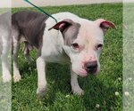 Small American Staffordshire Terrier Mix