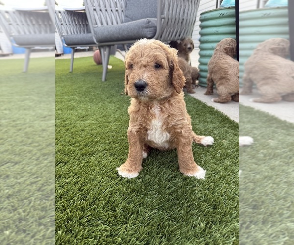 Medium Photo #2 Goldendoodle Puppy For Sale in OAKLAND, CA, USA