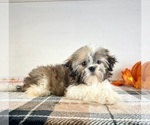 Small #1 Shih Tzu