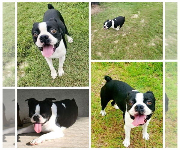 Medium Photo #1 Boston Terrier Puppy For Sale in BAMBERG, SC, USA
