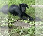 Small #2 Labrador Retriever-Mountain Cur Mix