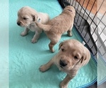 Small Photo #15 Golden Retriever Puppy For Sale in RADCLIFF, KY, USA