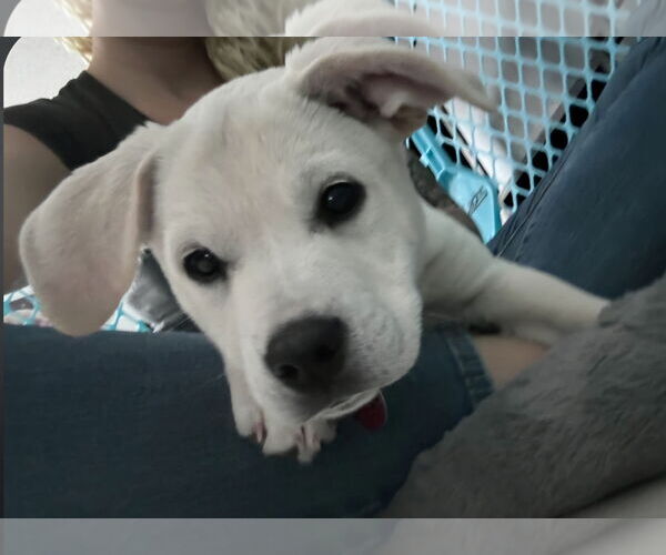 Medium Photo #6 Anatolian Pyrenees Puppy For Sale in Royal Palm Beach, FL, USA