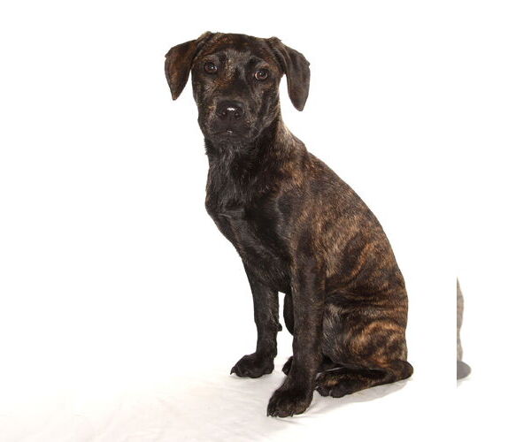 Medium Photo #6 Boxer-Pointer Mix Puppy For Sale in Oakland Park, FL, USA